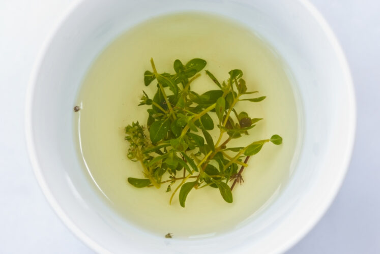 Homegrown Herbal Medicines